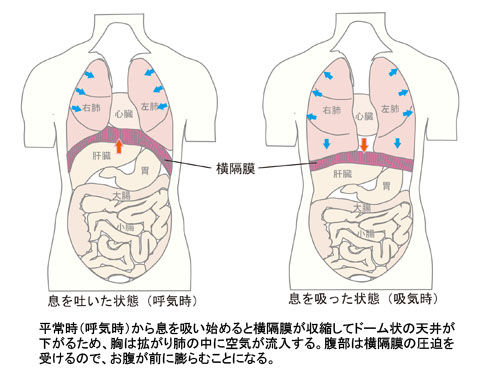 横隔膜_呼気吸気