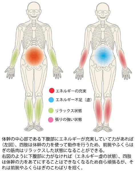体幹と四肢の関係(エネルギーと筋肉の変調)