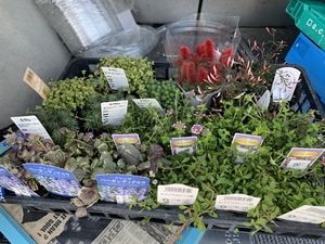 IMG_9507