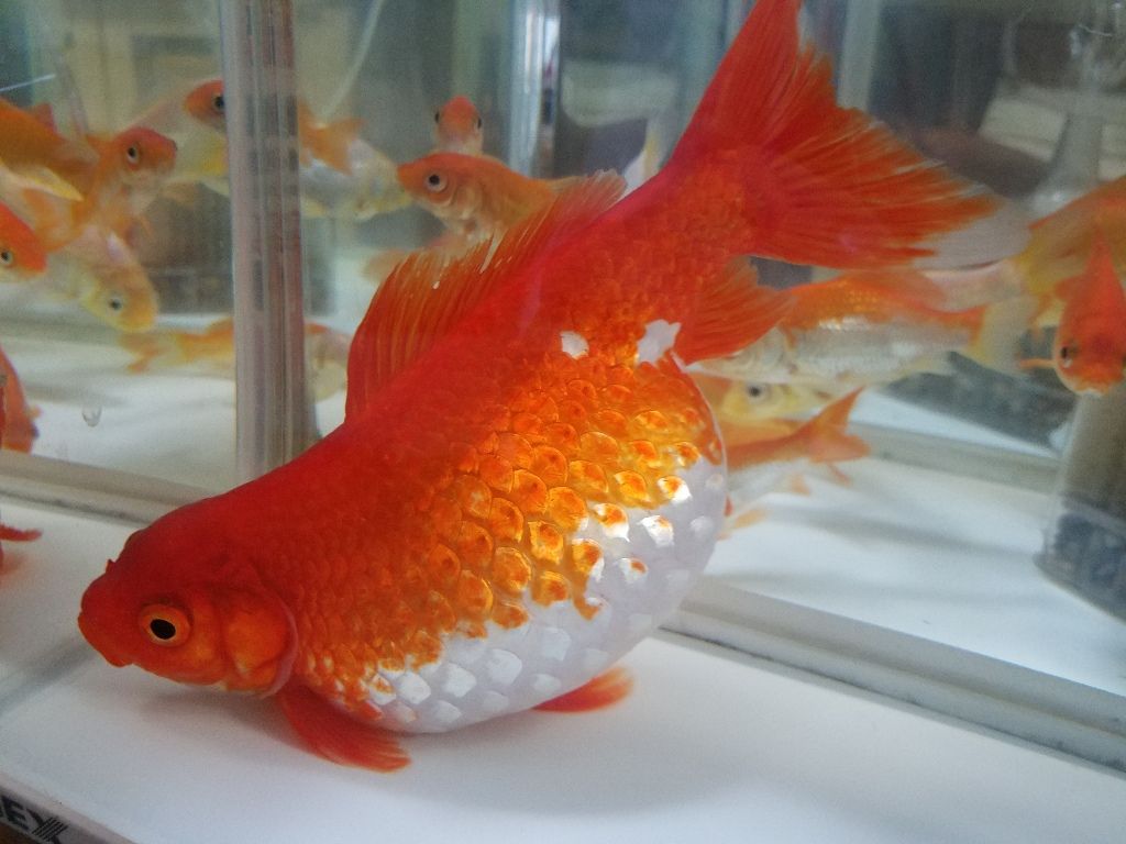 金魚 Yumi Blog 金魚 Yumi Blog