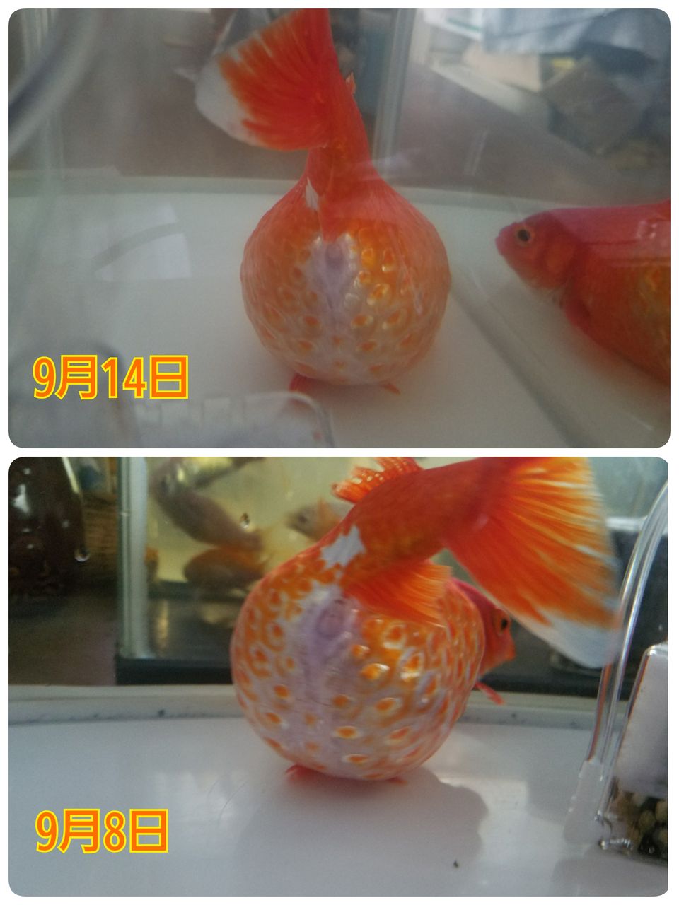 金魚 Yumi Blog 金魚 Yumi Blog