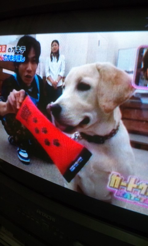 Kat Tunと犬の幼稚園 ソナチネ日記 ハイ ゆりっちです ノ Kat Tunと犬の幼稚園 ソナチネ日記 ハイ ゆりっちです ノ