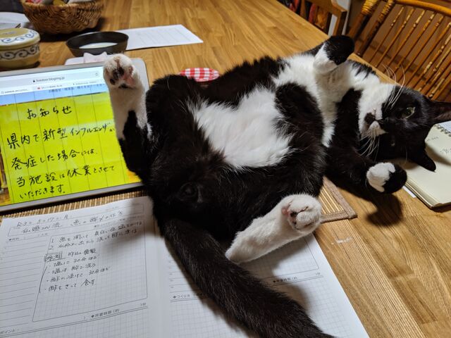 最近のてんちゃん 猫と犬とお山の暮らし 最近のてんちゃん 猫と犬とお山の暮らし