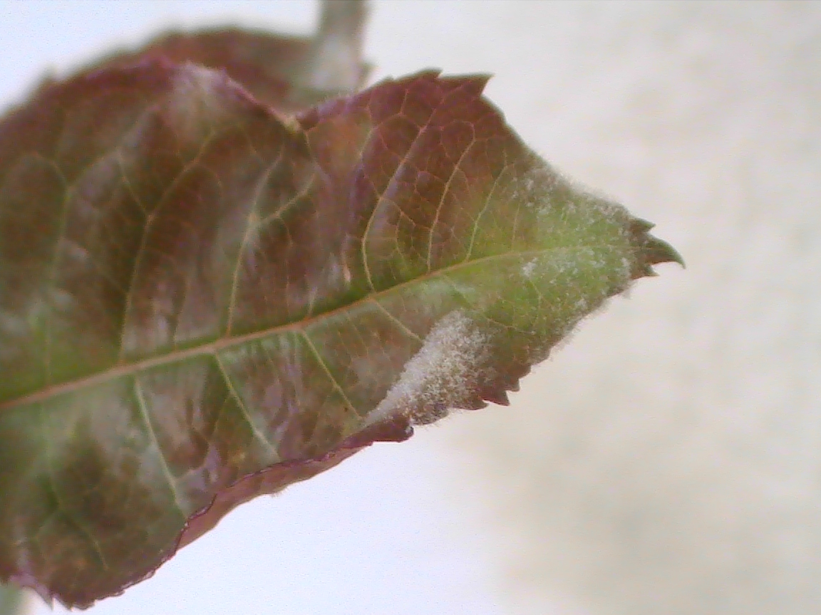 うどん粉病対策 ヨーグルトペイントの途中経過 Love Flower And Ohana