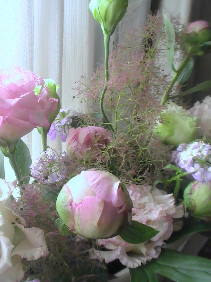 硬いツボミの芍薬をふんわり咲かせるコツ Love Flower And Ohana 硬いツボミの芍薬をふんわり咲かせるコツ Love Flower And Ohana