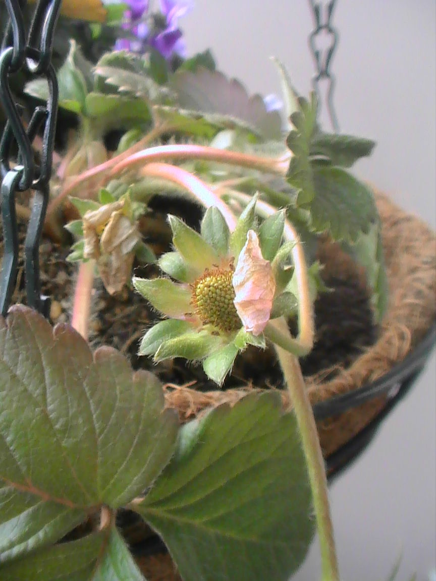 イチゴの苗をハンギング Love Flower And Ohana