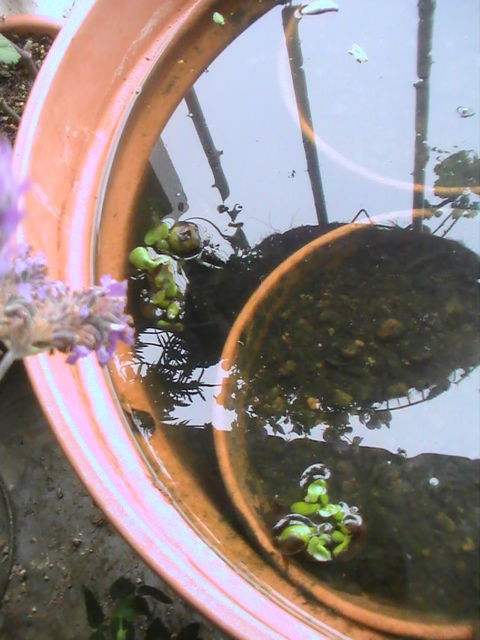 冬越しした睡蓮鉢 Love Flower And Ohana