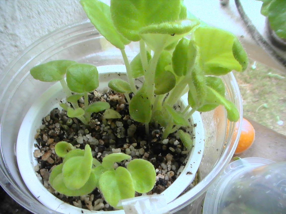 セントポーリアの葉挿しの植え替え様子 Yumi Barua S Hanaism Blog