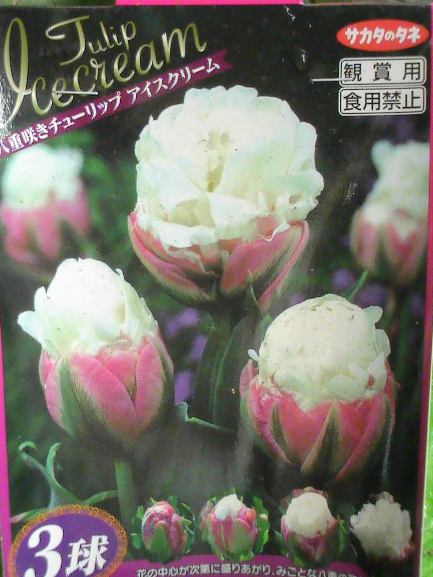 春の寄せ植え ストロベリーアイスクリーム Yumi Barua S Hanaism Blog