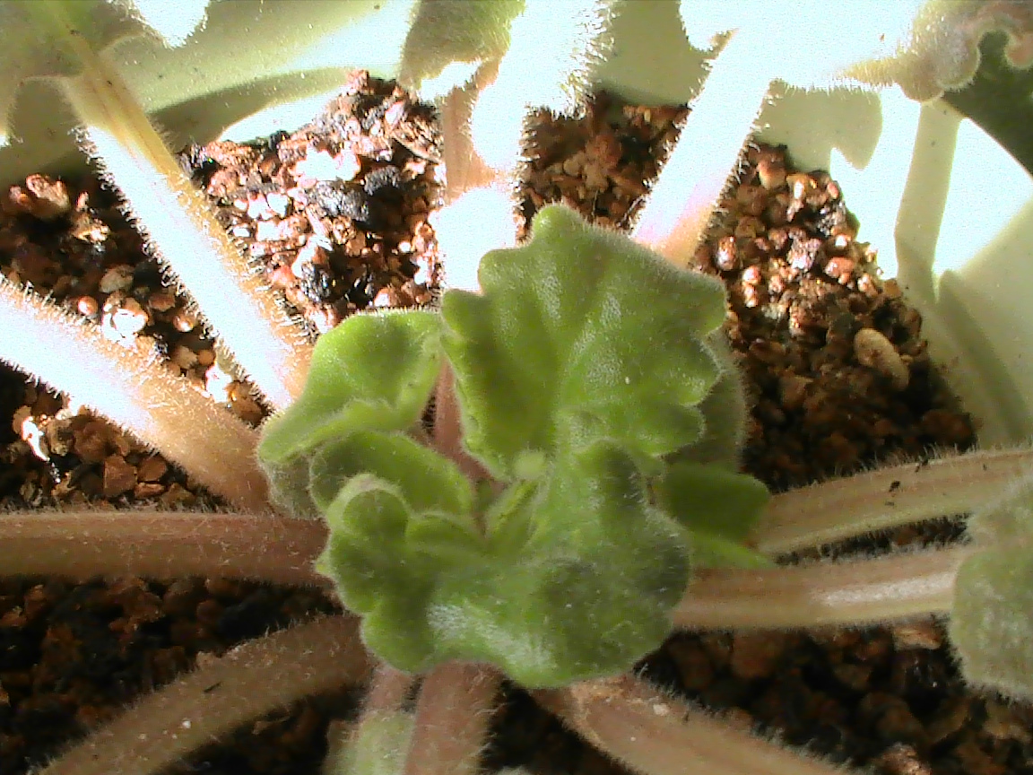 再生中のセントポーリアに花芽が Yumi Barua S Hanaism Blog