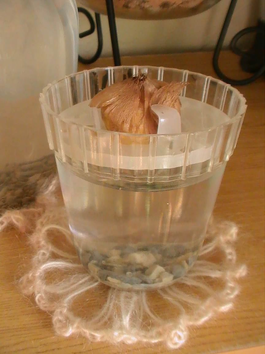 水栽培の球根発根とプチプレゼント Yumi Barua S Hanaism Blog