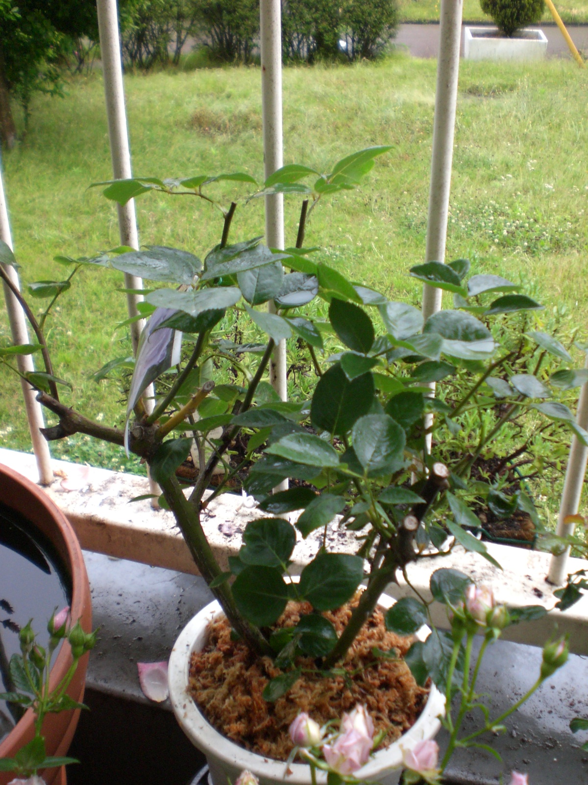 バラのお礼肥とマルチング Yumi Barua S Hanaism Blog