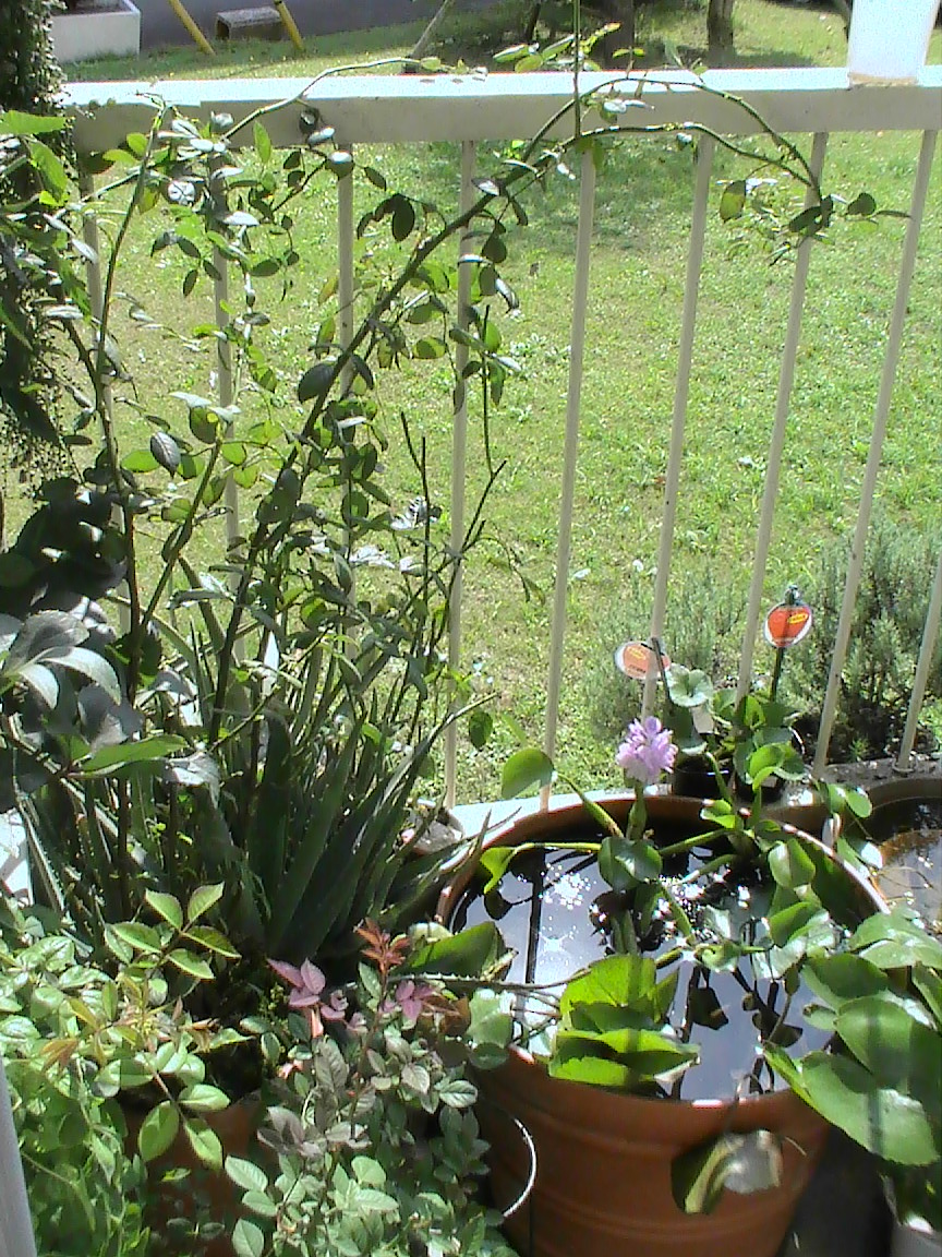 熱帯睡蓮ティナ追加 Yumi Barua S Hanaism Blog