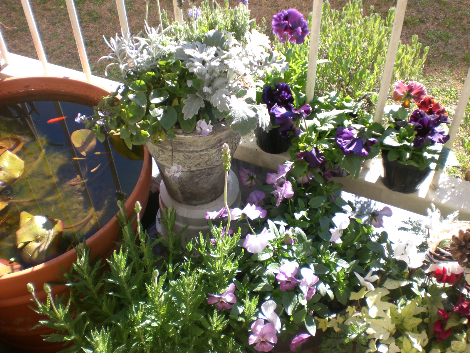 新年を彩るベランダのお花たち Yumi Barua S Hanaism Blog