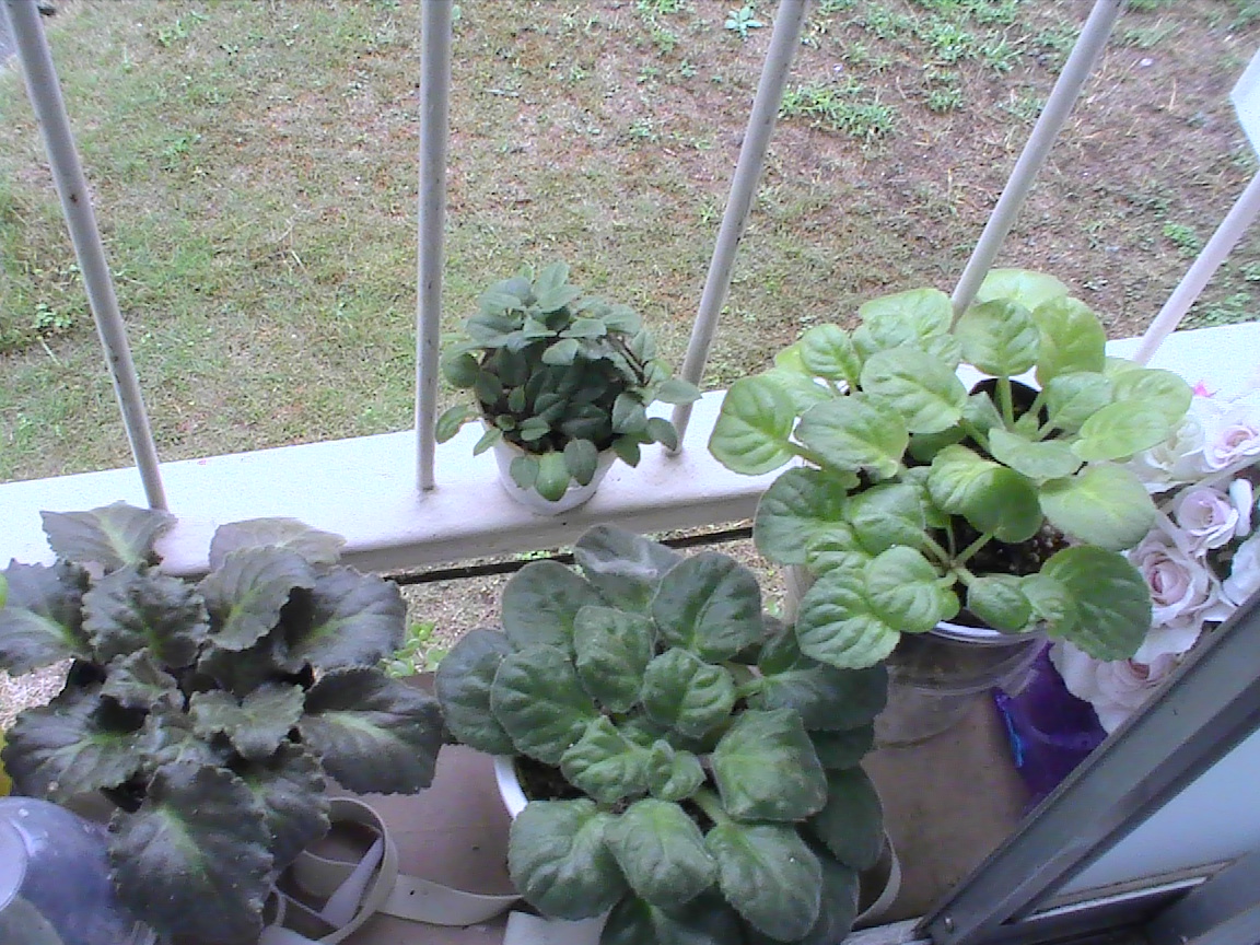 セントポーリアの葉挿しの植え替え様子 Yumi Barua S Hanaism Blog