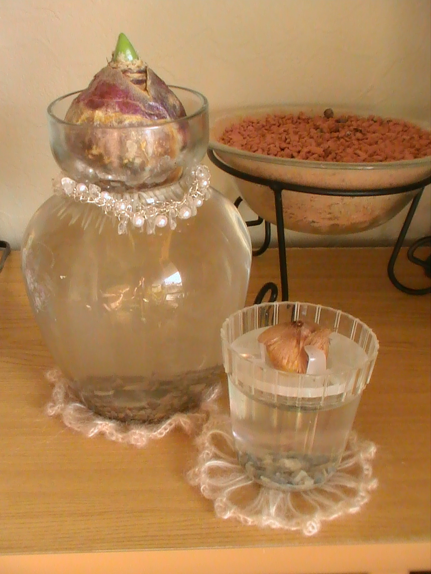 水栽培の球根発根とプチプレゼント Yumi Barua S Hanaism Blog