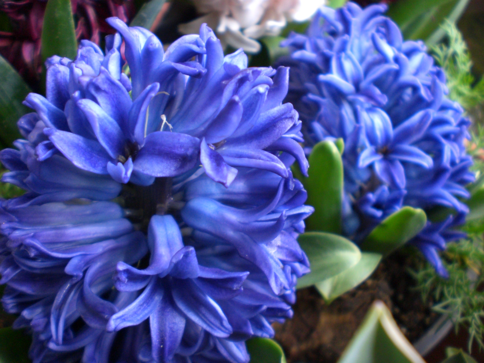 Blues Of Spring Yumi Barua S Hanaism Blog