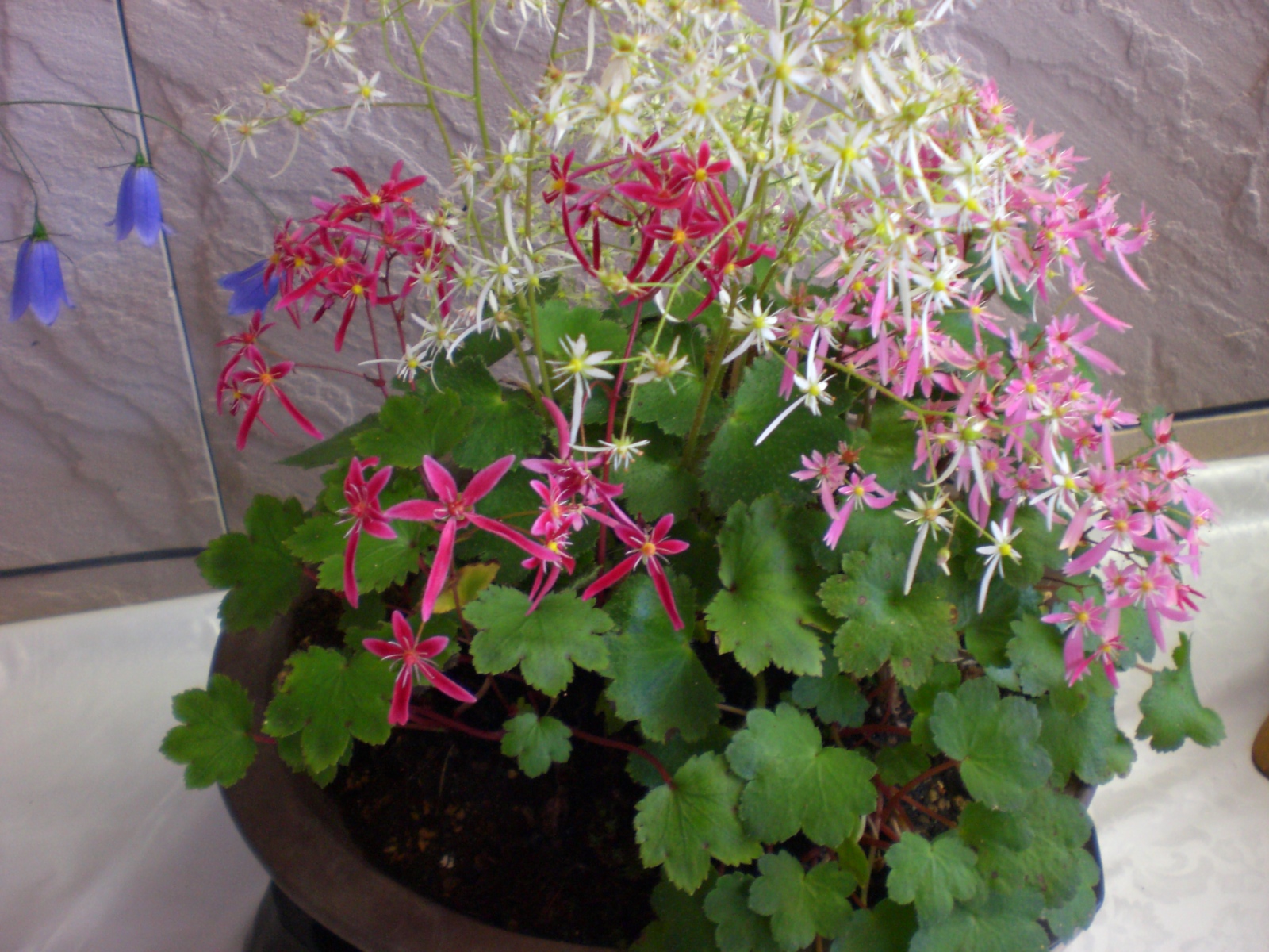 秋の山野草の展覧会にて出会った可愛いお花たち Yumi Barua S Hanaism Blog