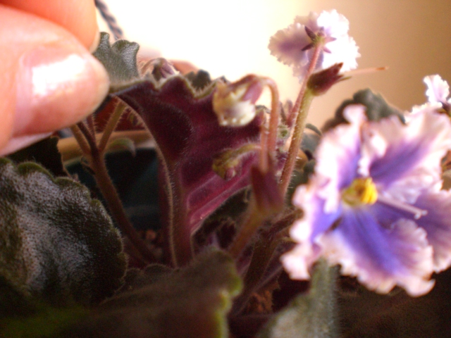 セントポーリアの植え替えとお手入れ Yumi Barua S Hanaism Blog