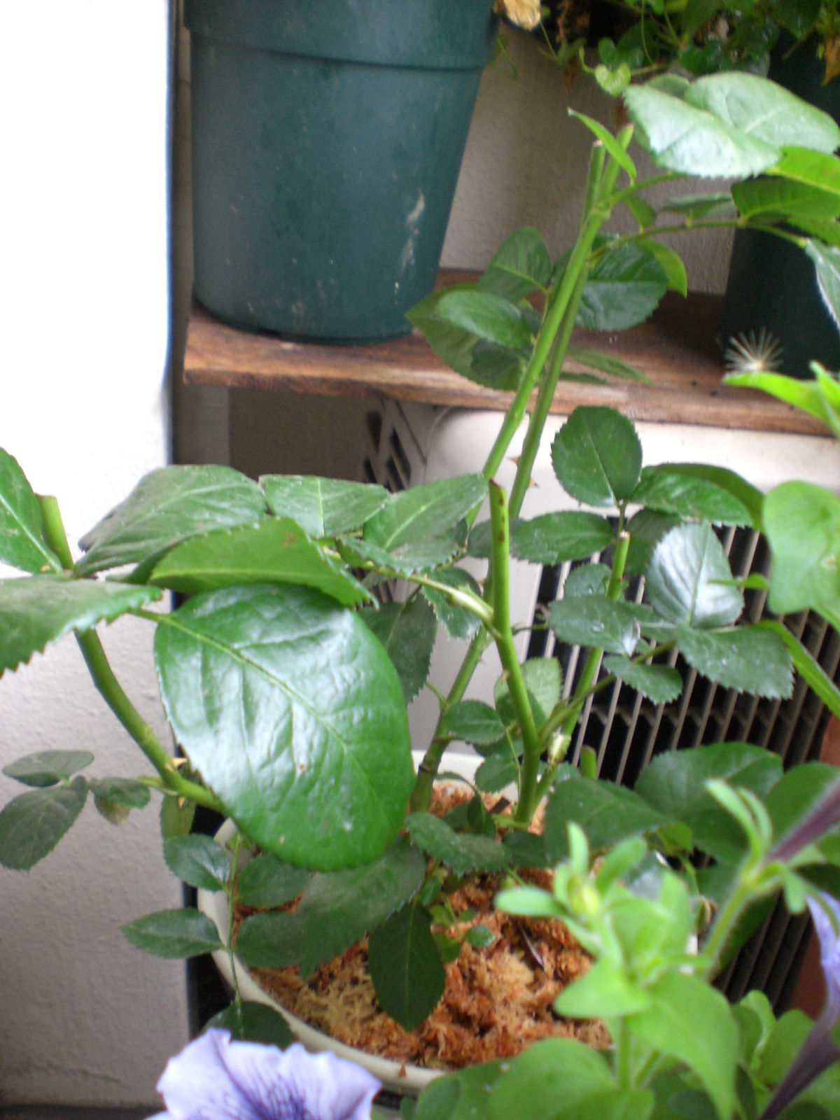 バラのお礼肥とマルチング Yumi Barua S Hanaism Blog