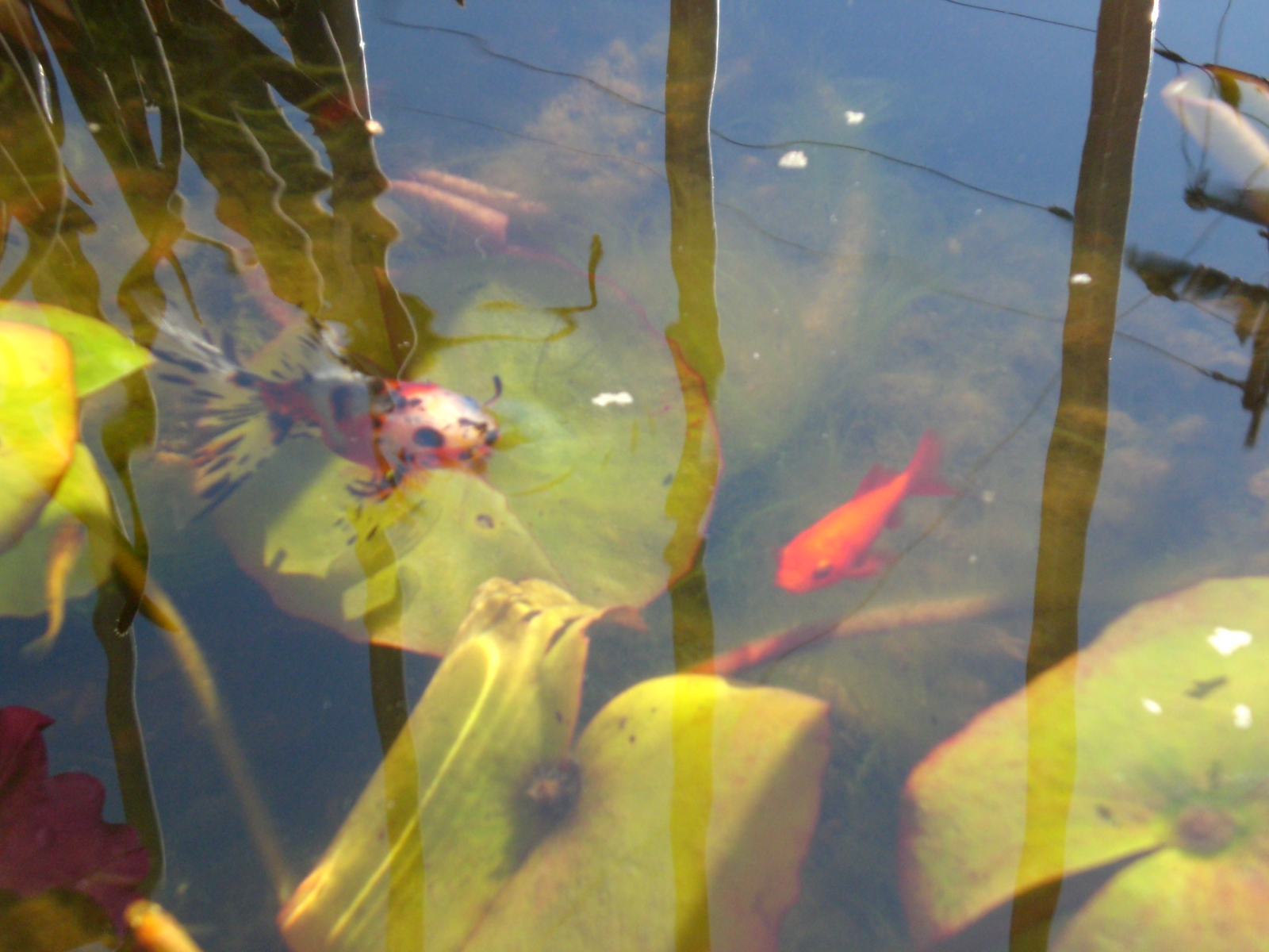 熱帯スイレンと金魚の冬 Yumi Barua S Hanaism Blog