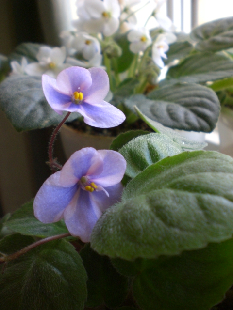 セントポーリアの植え替えとお手入れ Yumi Barua S Hanaism Blog