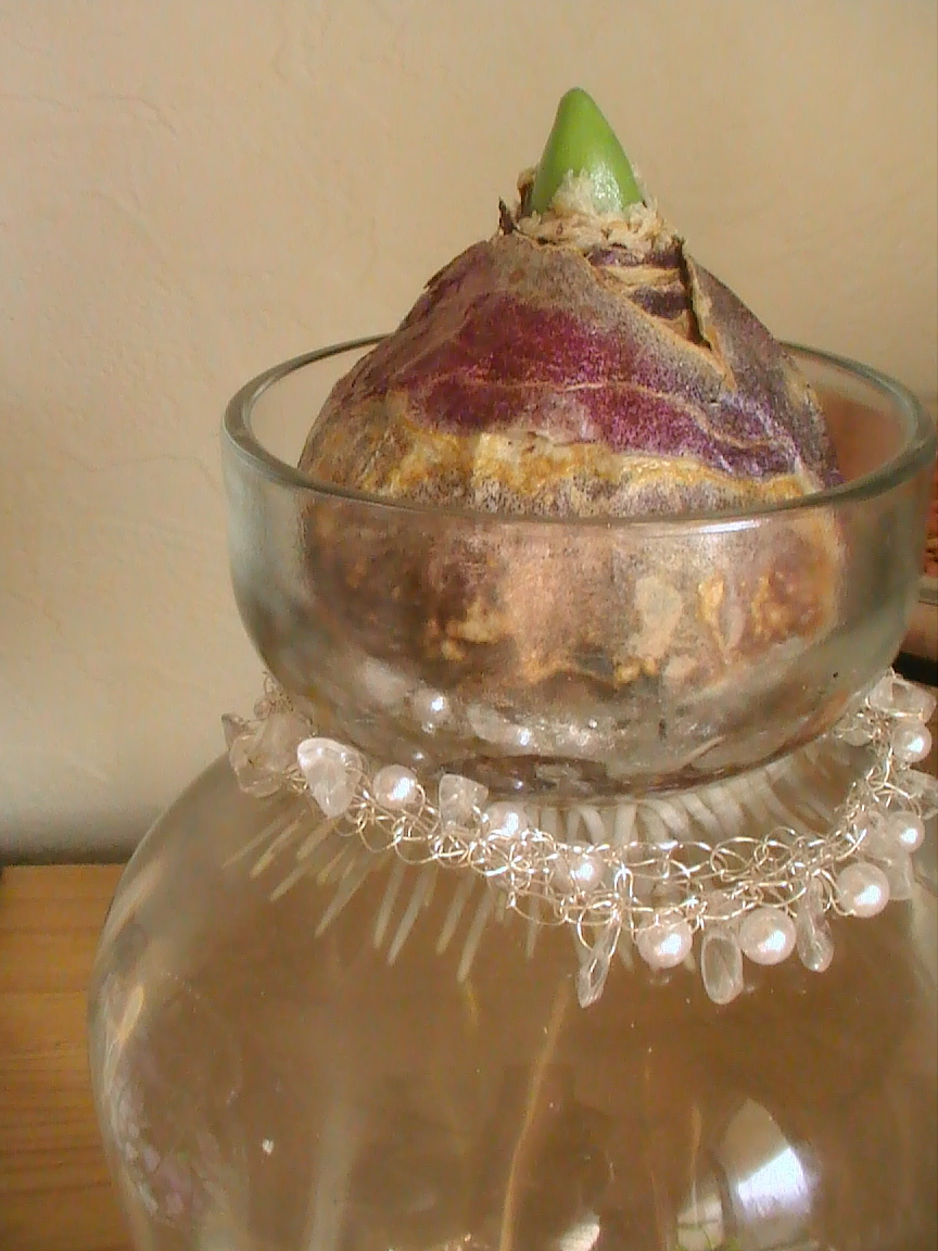 水栽培の球根発根とプチプレゼント Yumi Barua S Hanaism Blog