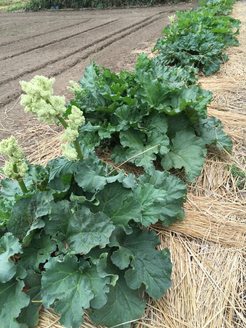 ルバーブ おはりやさんの野良のらメモ