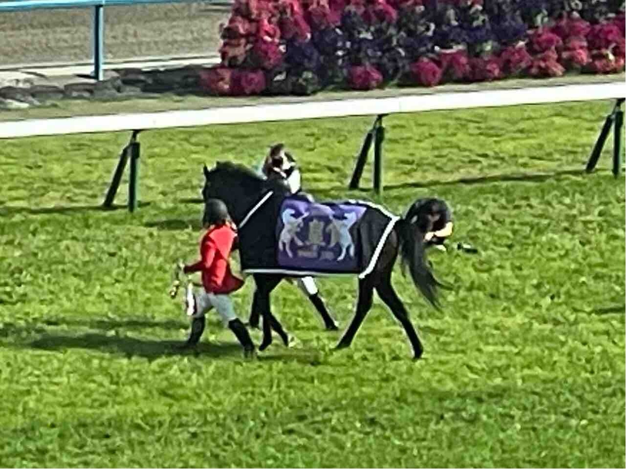 アイドルホース へデントール 天皇賞春 天皇賞・春】ダイヤモンドS快勝