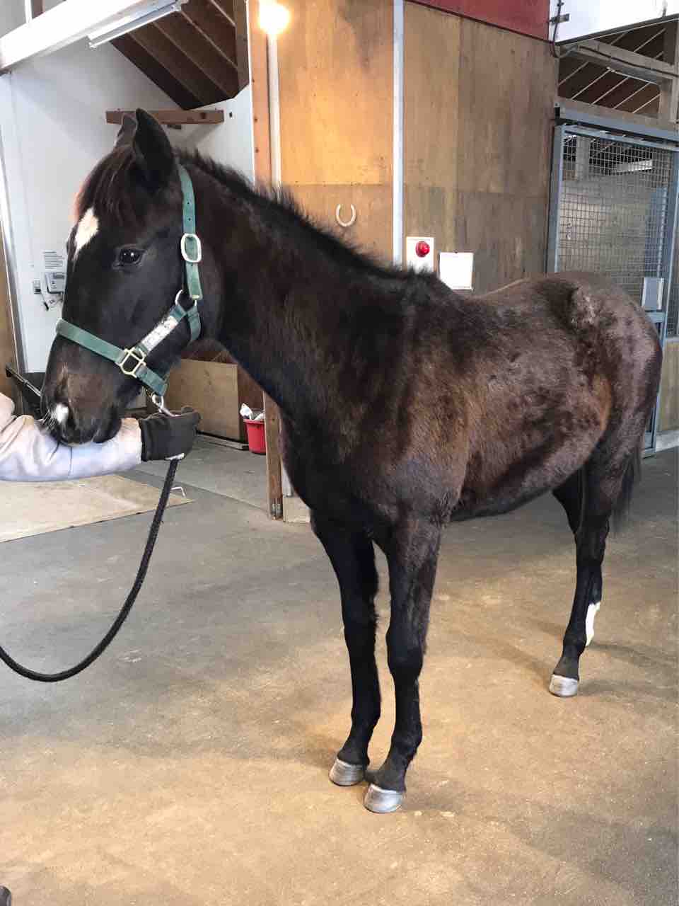 2 2 白老ファームイヤリング 募集予定馬いろいろ Yumichin News 3rd