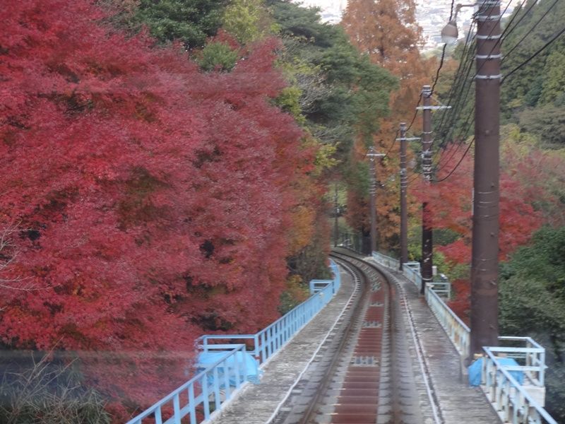 紅葉の皿倉山 花の旅