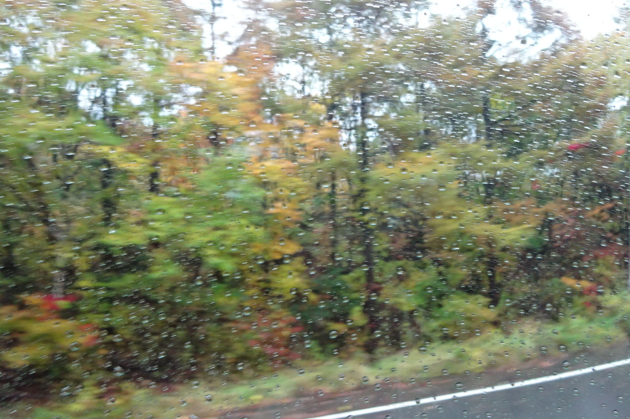 紅葉が見ごろの軽井沢 花の旅