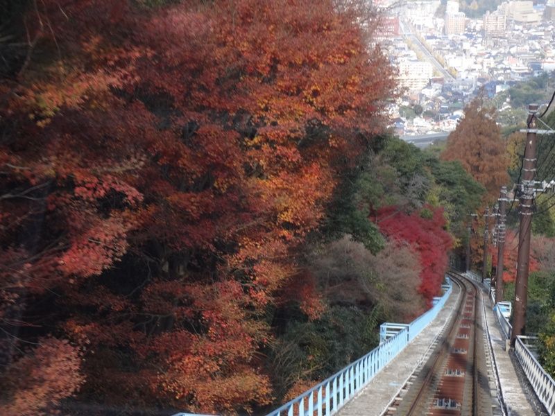 紅葉の皿倉山 花の旅