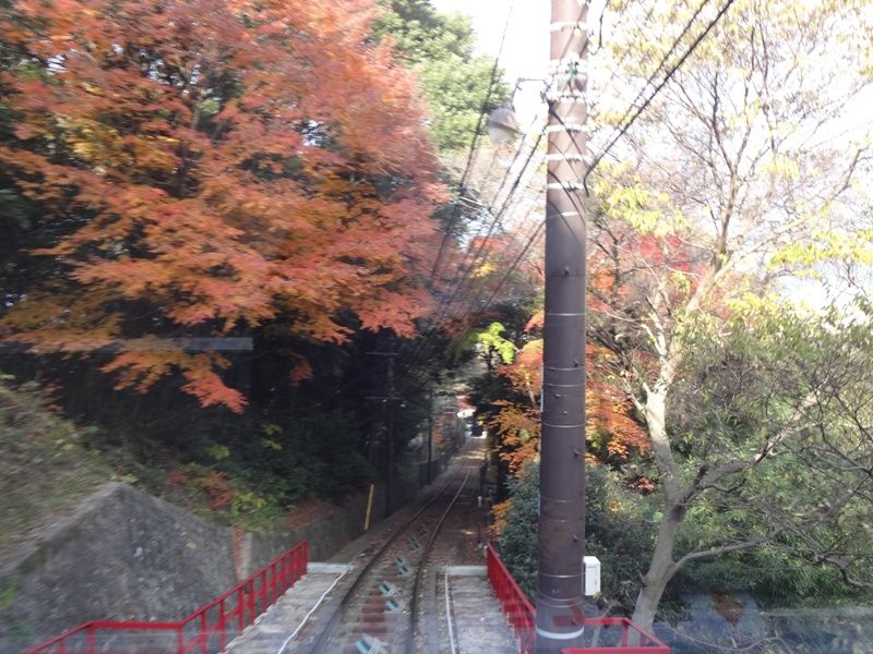 紅葉の皿倉山 花の旅