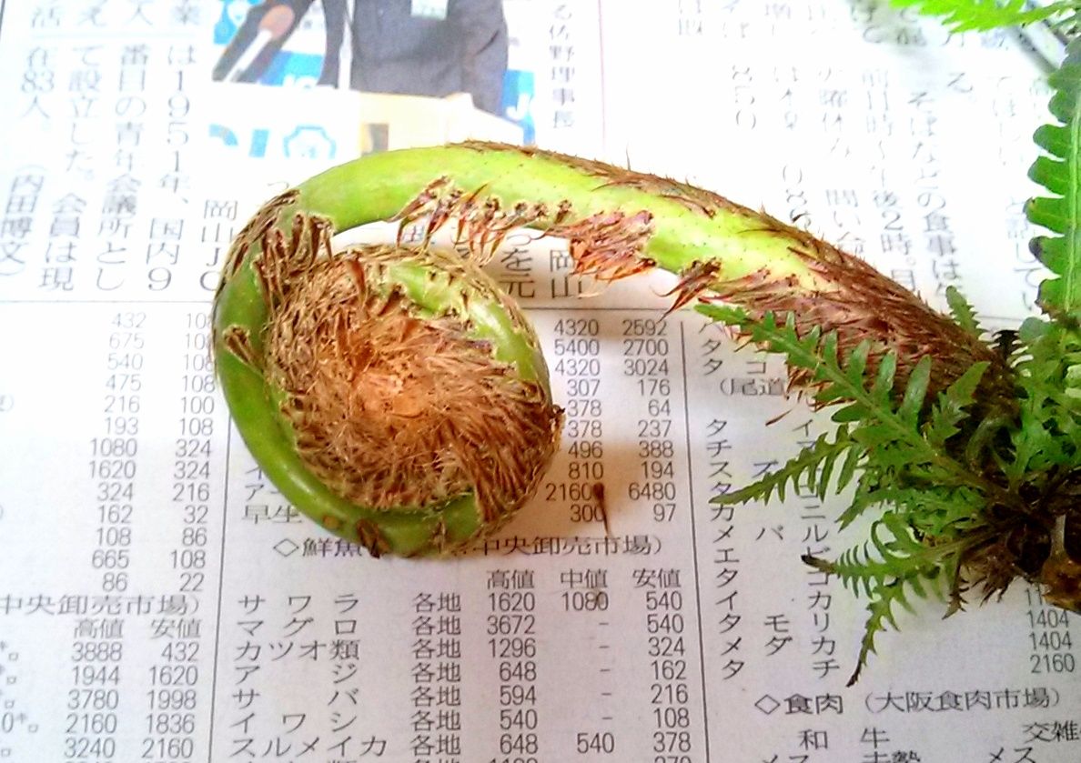 ぜんまい 今週のいけばな ゆみきちの花 華diary