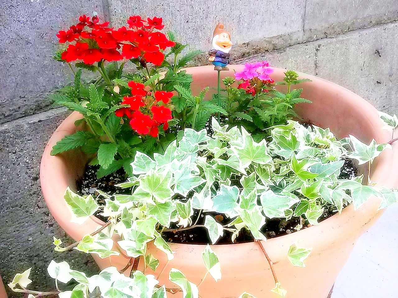 初夏の寄せ植え ゆみきちの花 華diary