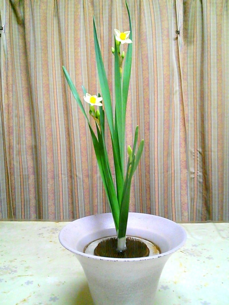 水仙 ３株生け ゆみきちの花 華diary