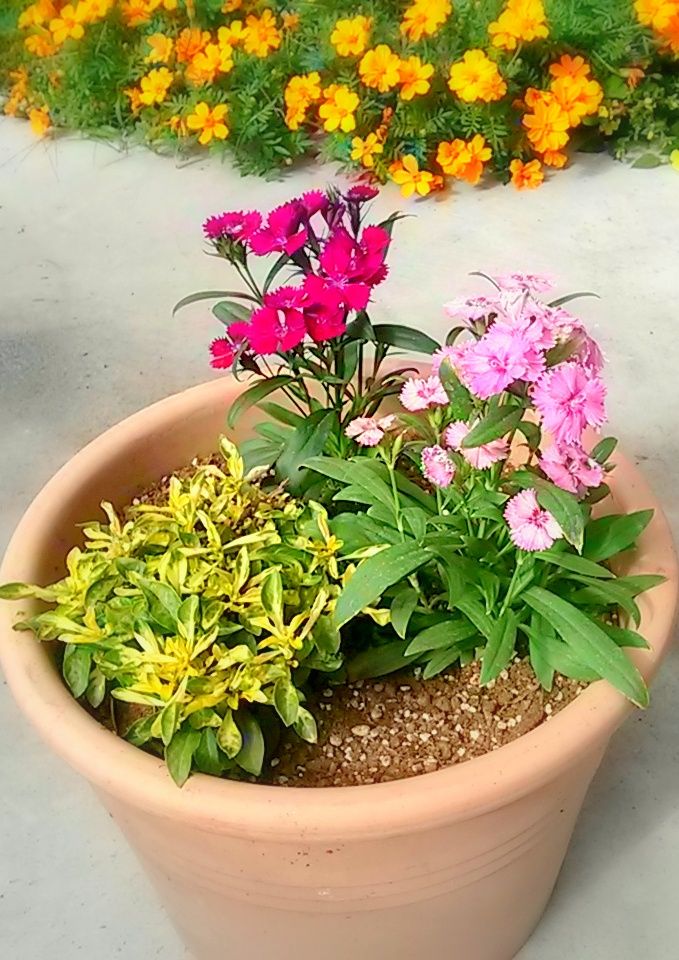 秋の鉢植え ゆみきちの花 華diary 秋の鉢植え ゆみきちの花 華diary