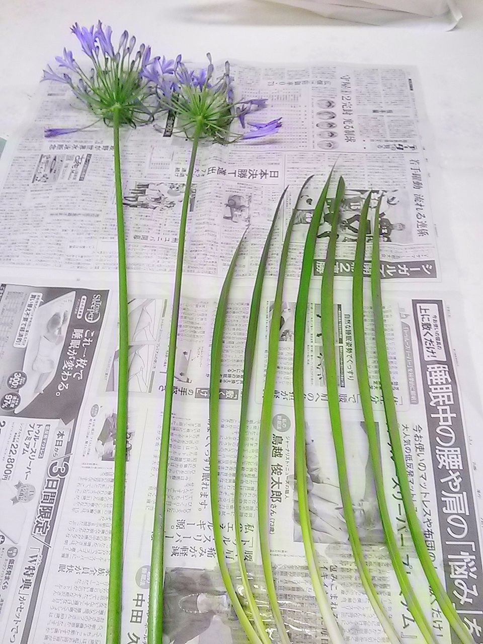 アガパンサス 今週のいけばな ゆみきちの花 華diary アガパンサス 今週のいけばな ゆみきちの花 華diary