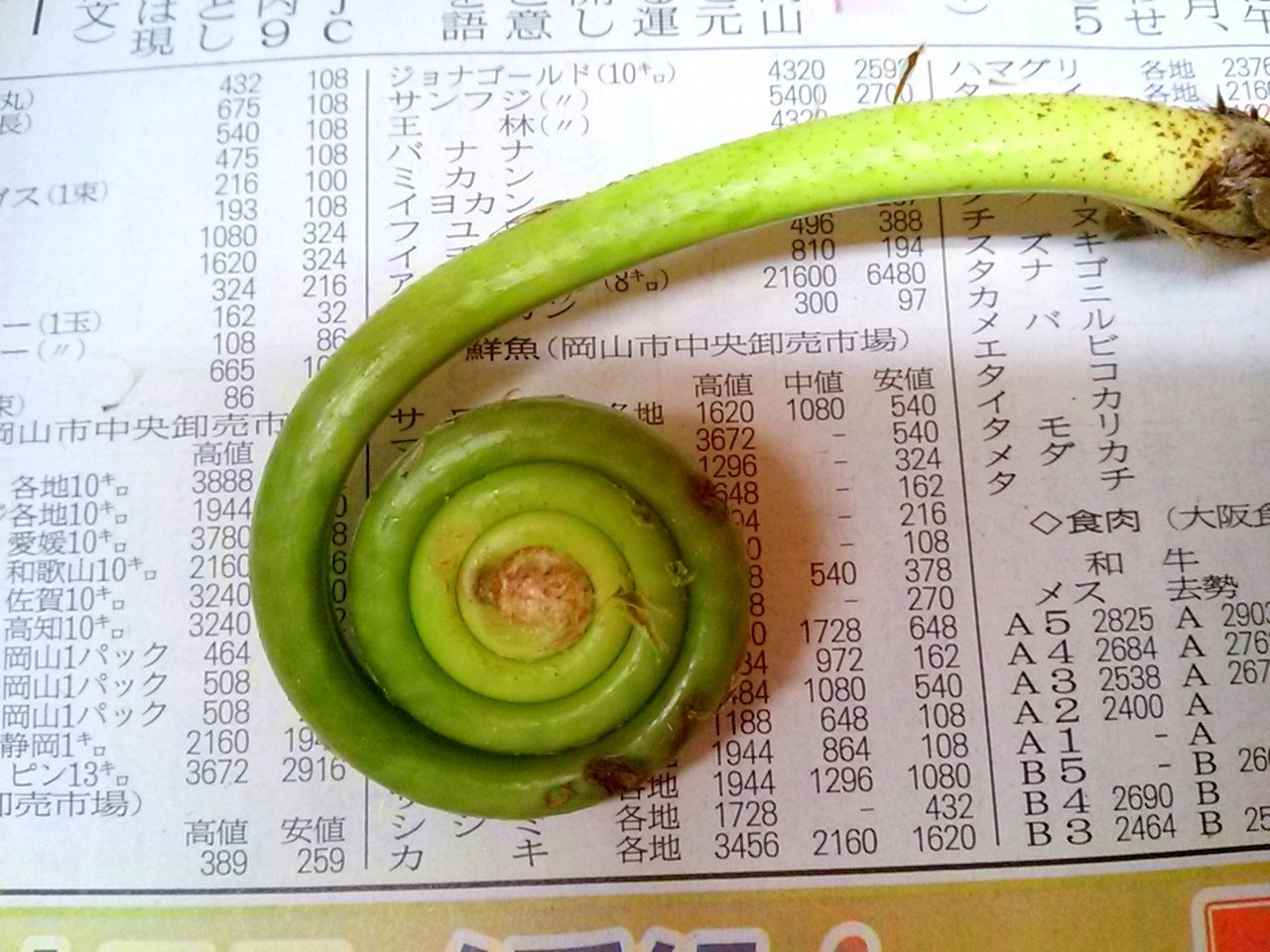 ぜんまい 今週のいけばな ゆみきちの花 華diary