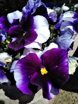 IMG_20210220_111459