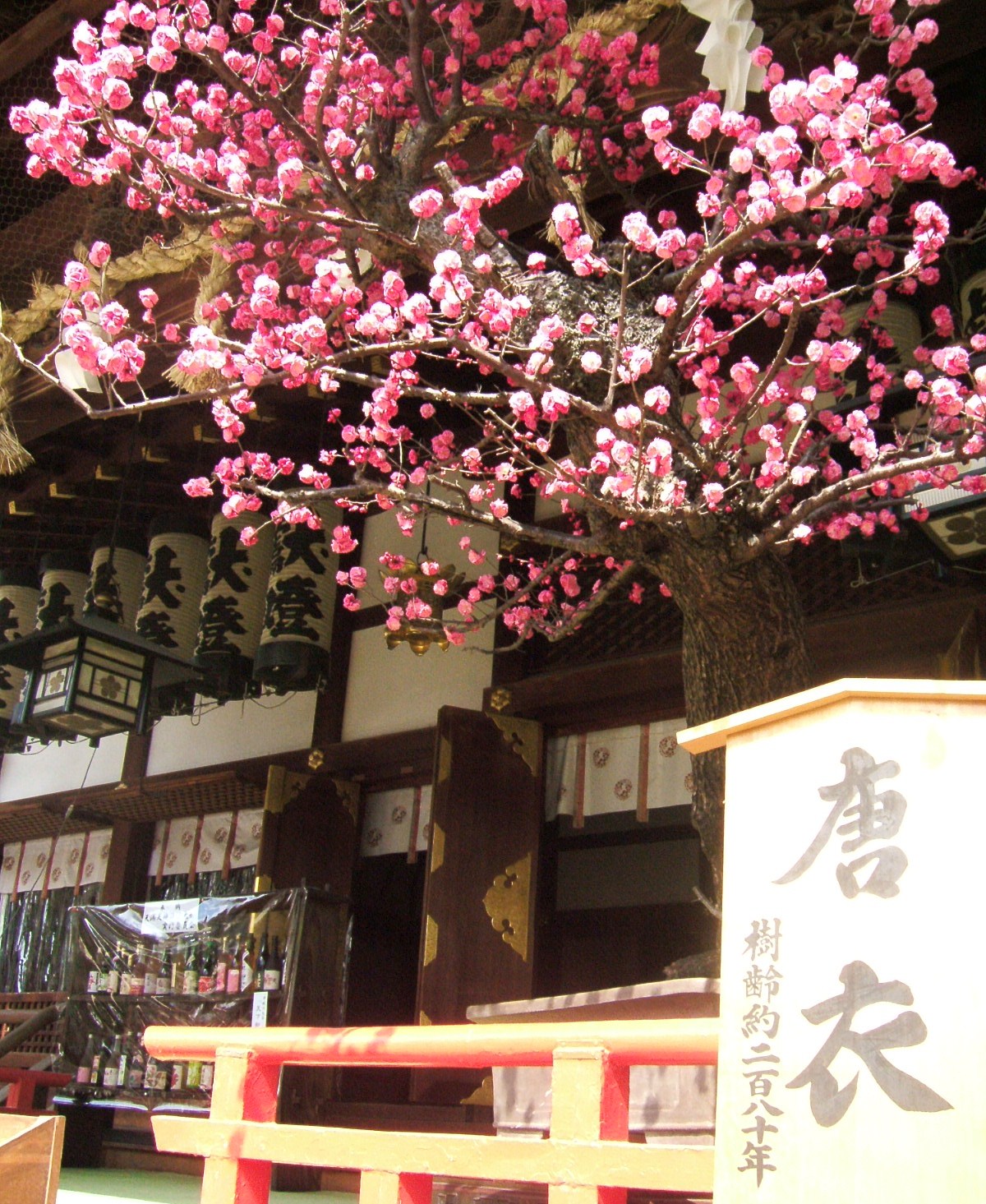 大阪天満宮梅まつり 季節の風を感じて