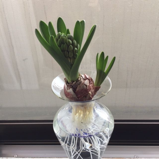 ヒヤシンスの水栽培 ゆうゆの雑想