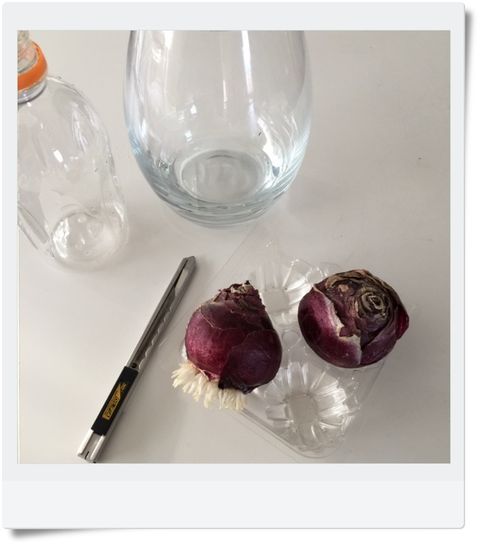 ヒヤシンスの水栽培 ゆうゆの雑想