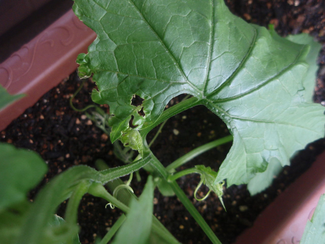 ２２日目 ゴーヤの葉っぱが 病気 虫 プランターで家庭菜園 ゴーヤ オクラの育て方