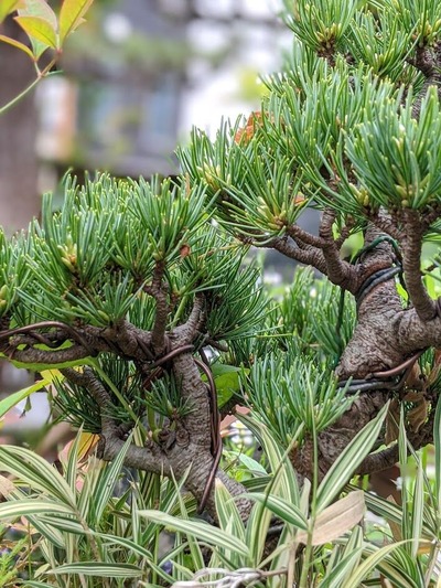 00100lrPORTRAIT_00100_BURST20210502094933098_COVER