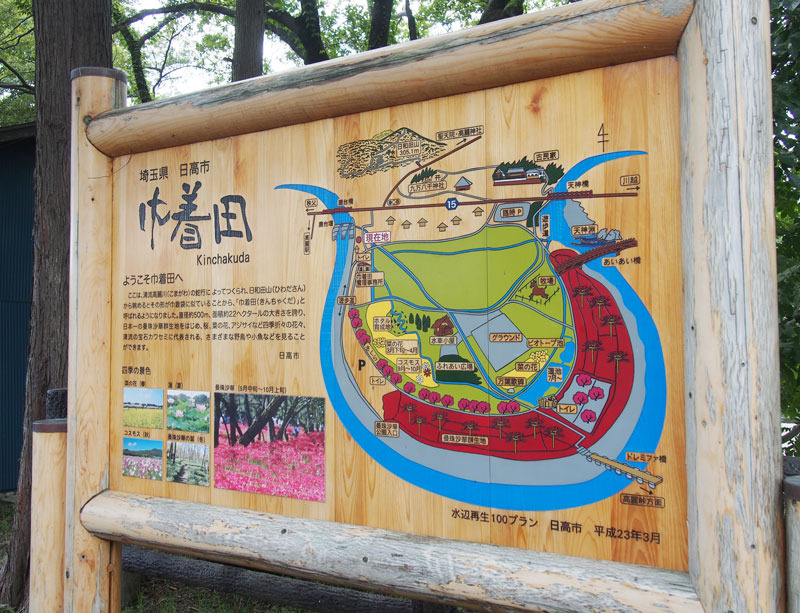 巾着田 曼珠沙華