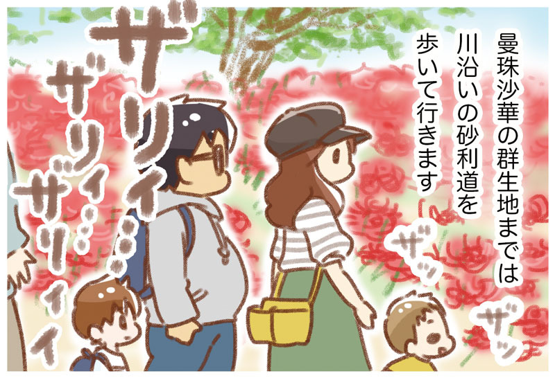 巾着田の曼珠沙華まつり