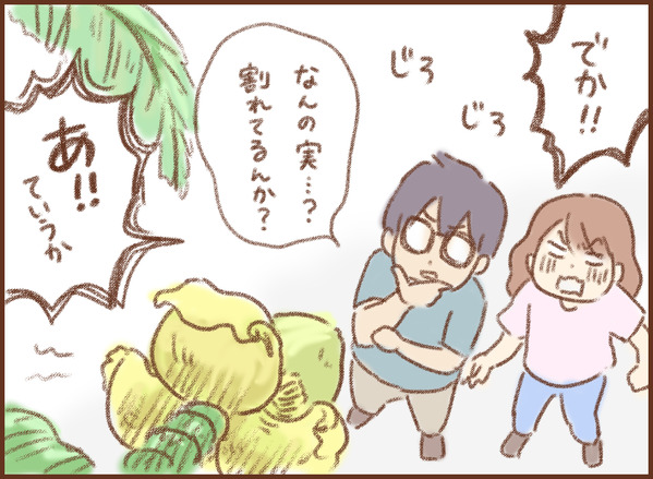 バナナ 芭蕉 ゆむい
