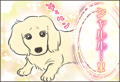 ミニチュアダックスフンド ゆむい